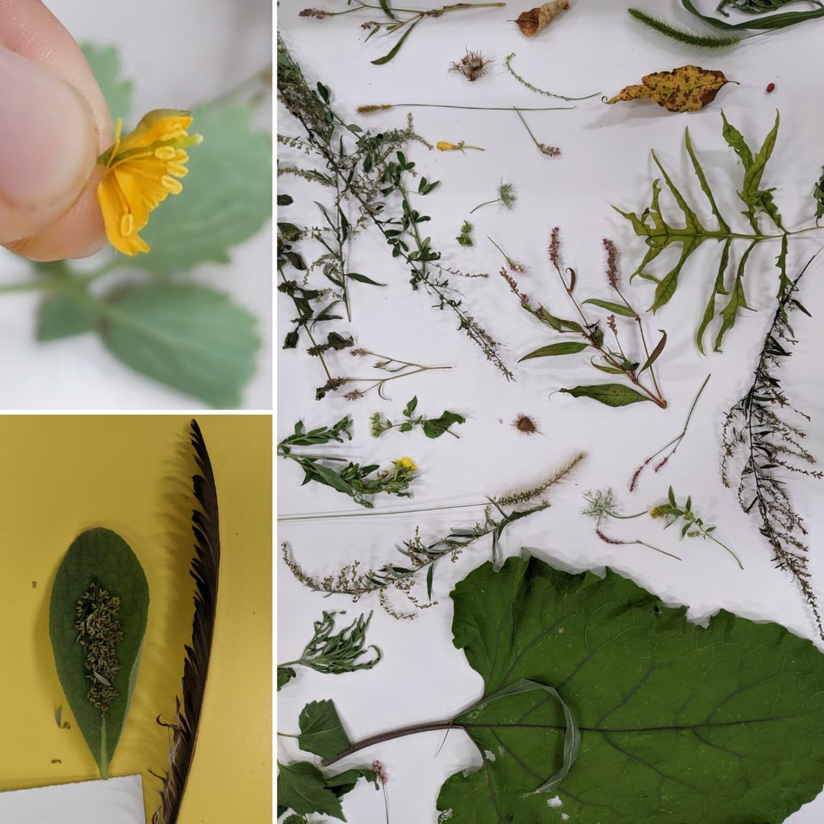 ruthcbyrne's tweet photo. Harvesting inspiration and weeds for our art making in 4th and 2nd. I'll take any excuse to wonder about nature with these inquisitive kids.
#artteacherlife #arted #artoutside #elementaryart #artsed #mansfieldelementary #mansfieldartnj #plantdissection
#dragonlearners https://t.co/wWO59lS12z