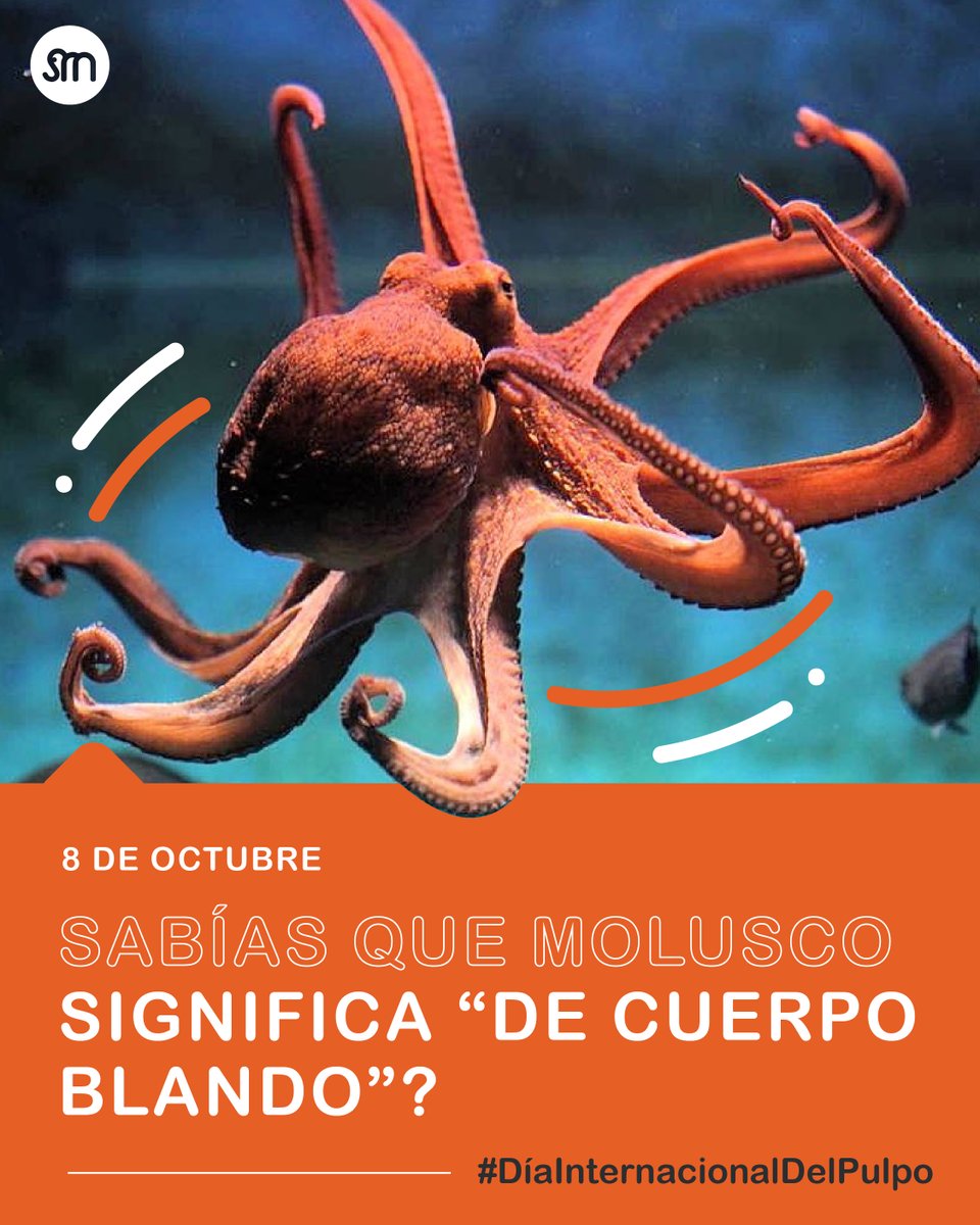 FunserMejorCol's tweet photo. Simplemente WOW. 🐙

Los fósiles de pulpo se remontan a más de 300 millones de años. Esto significa que el pulpo es más antiguo que el dinosaurio. 

#díainternacionaldelpulpo #8deoctubre #pulpo #naturaleza #medioambiente https://t.co/1ITOXhuXuS