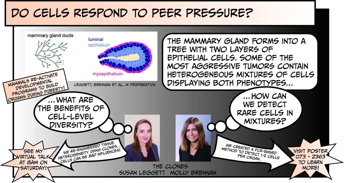 Tissue Morphodynamics Group (@celestemnelson) on Twitter photo Trying to decide what to do first thing on Saturday morning over a cup of coffee at #BMES2021? Learn more about engineering cell heterogeneity with <a href="/SELeggett/">Susan Leggett Lab</a> (Cancer Technologies Virtual III) and @m_c_brennan (virtual poster)! <a href="/BMESociety/">Biomedical Engineering Society</a> Trying to decide what to do first thing on Saturday morning over a cup of coffee at #BMES2021? Learn more about engineering cell heterogeneity with <a href="/SELeggett/">Susan Leggett Lab</a> (Cancer Technologies Virtual III) and @m_c_brennan (virtual poster)! <a href="/BMESociety/">Biomedical Engineering Society</a>