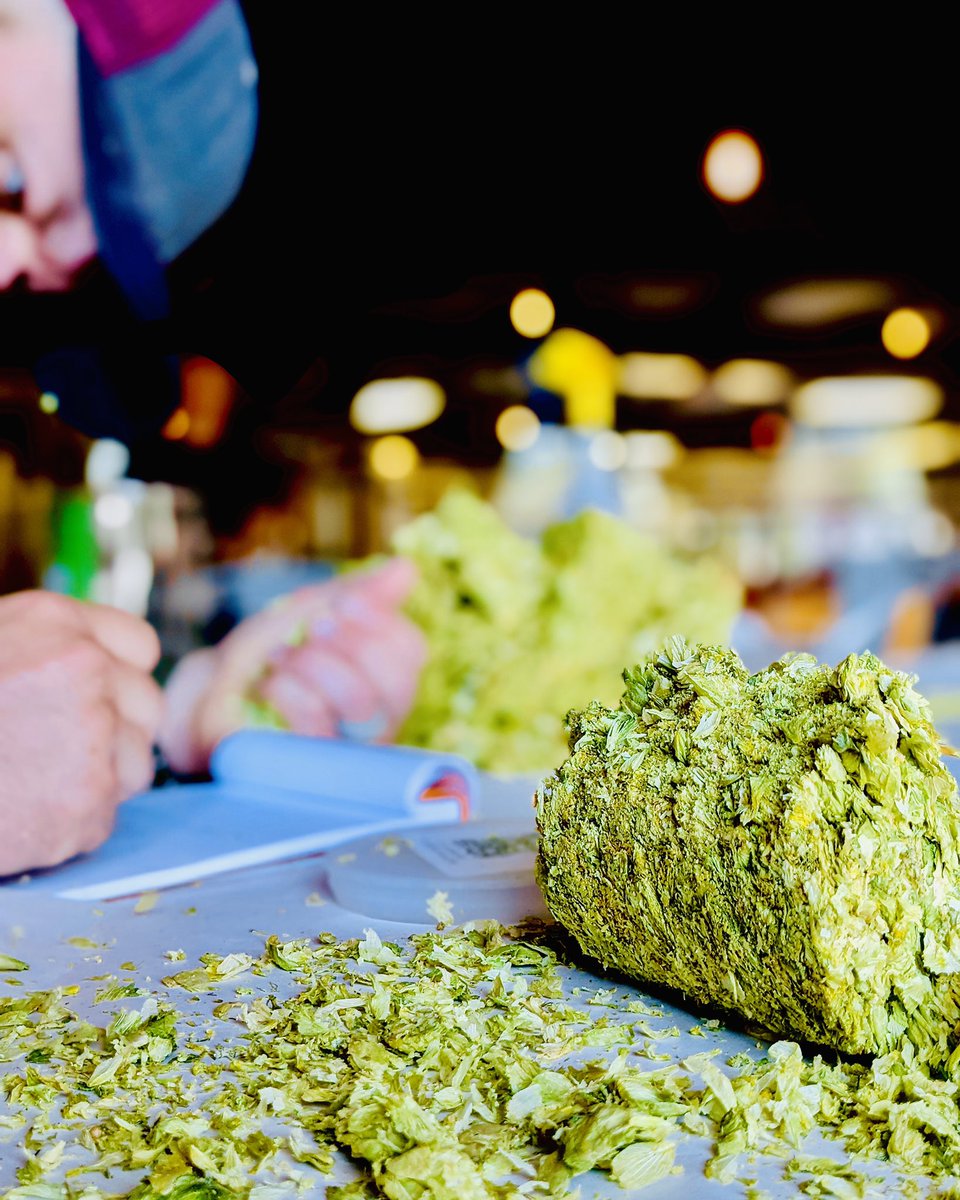 BrewingWeight's tweet photo. Selecting the best ingredients we can get our hands on is where all Counter Weight beer starts. #makingheadway #counterweightbrewingco #finebalance #hops https://t.co/zrevsXpZe9