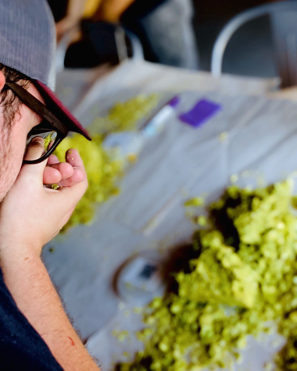 BrewingWeight's tweet photo. Selecting the best ingredients we can get our hands on is where all Counter Weight beer starts. #makingheadway #counterweightbrewingco #finebalance #hops https://t.co/zrevsXpZe9