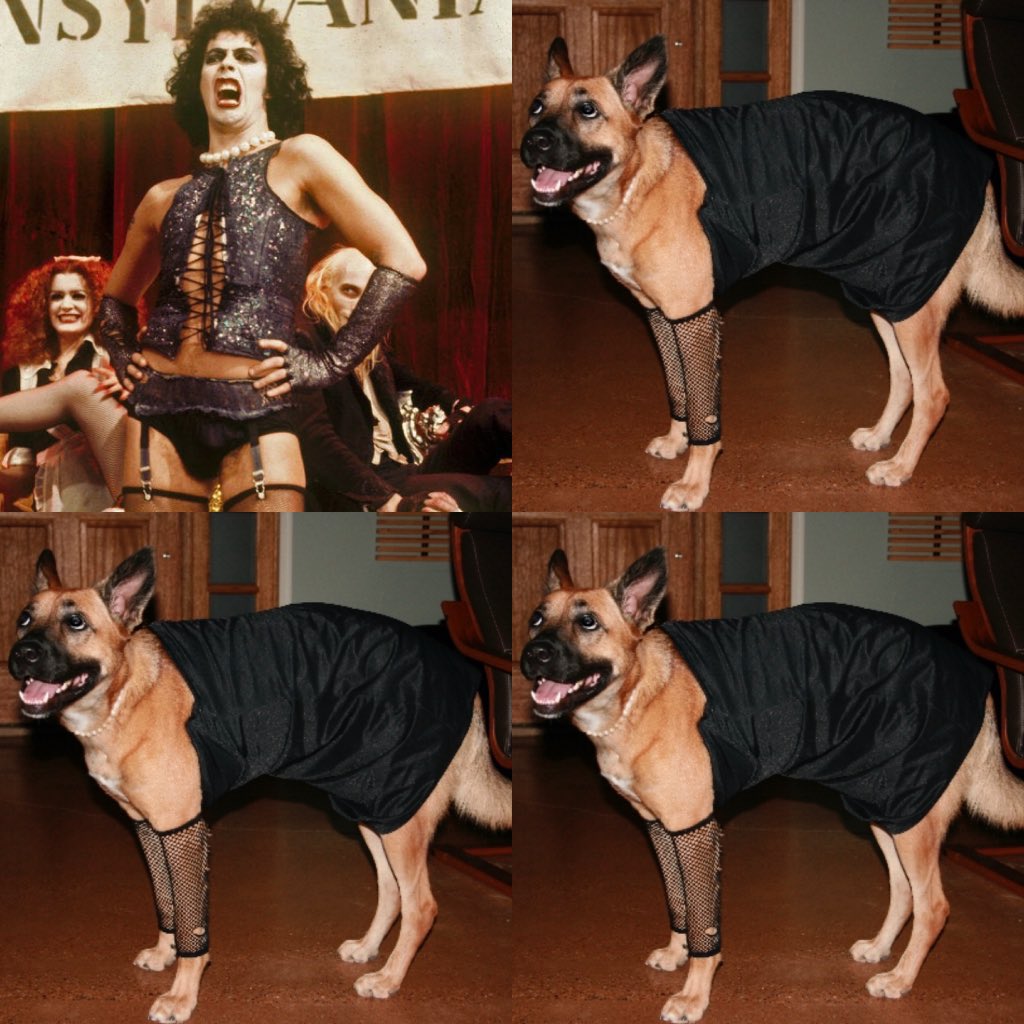 Bryan_Kluger's tweet photo. Who wore it better?
Come up to the lab and see whatโs on the slab for Bug-Dog Friday.
#bugdogfriday #bugdog #halloween #costume #dogcostume #rhps #rockyhorrorpictureshow #franknfurter #timcurry #dallasdogs #doggo #puppy #germanshepherd https://t.co/olbscCgLp2