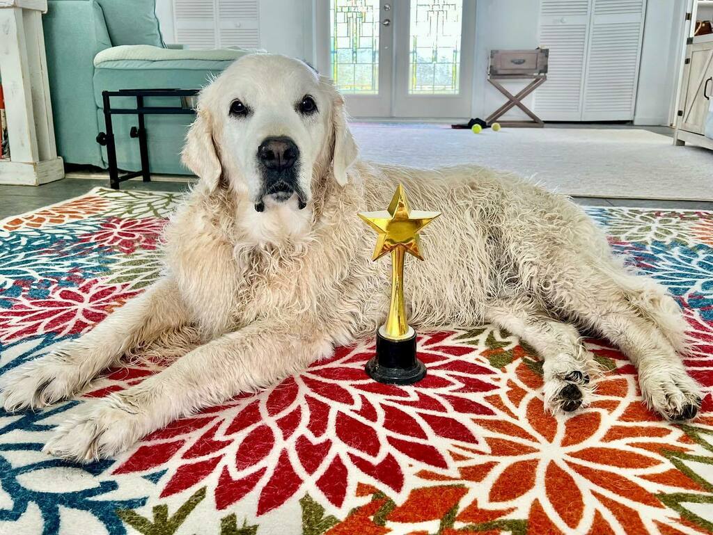 TheGoldenRatio4's tweet image. Winner of the Low Maintenance Dog of the Week for 3 weeks running: Chief Brody!!! 🌟