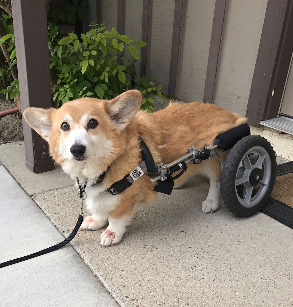 Corgi Every Hour (@corgieveryhour) on Twitter photo 