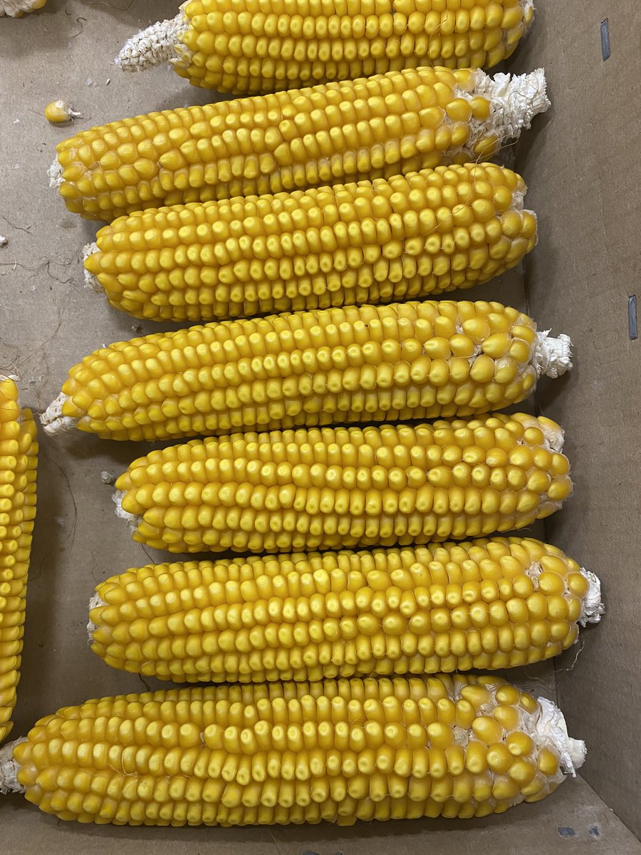 Part of the new class I’m evaluating. She’s beautiful. Those are hand pollinations. She has good parents too. Shout out to Ajay Kumar and his team! 🥰🌽 💰🌽🌽🌽
