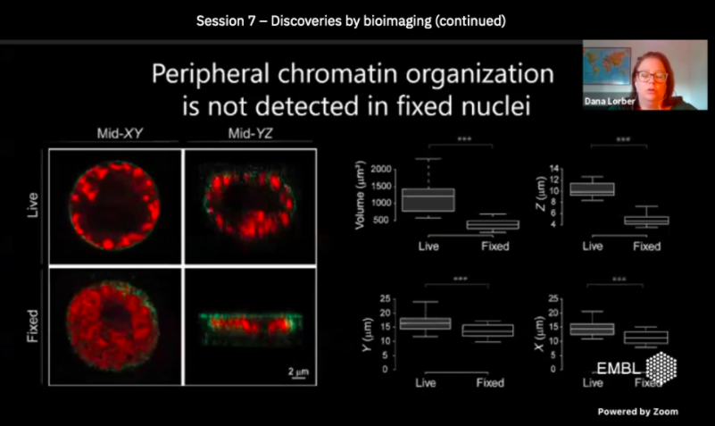 #EESImaging  Very intriguing data on in vivo peripheral organization of chromatin from <a href="/DanaLorber/">Dana Lorber</a>