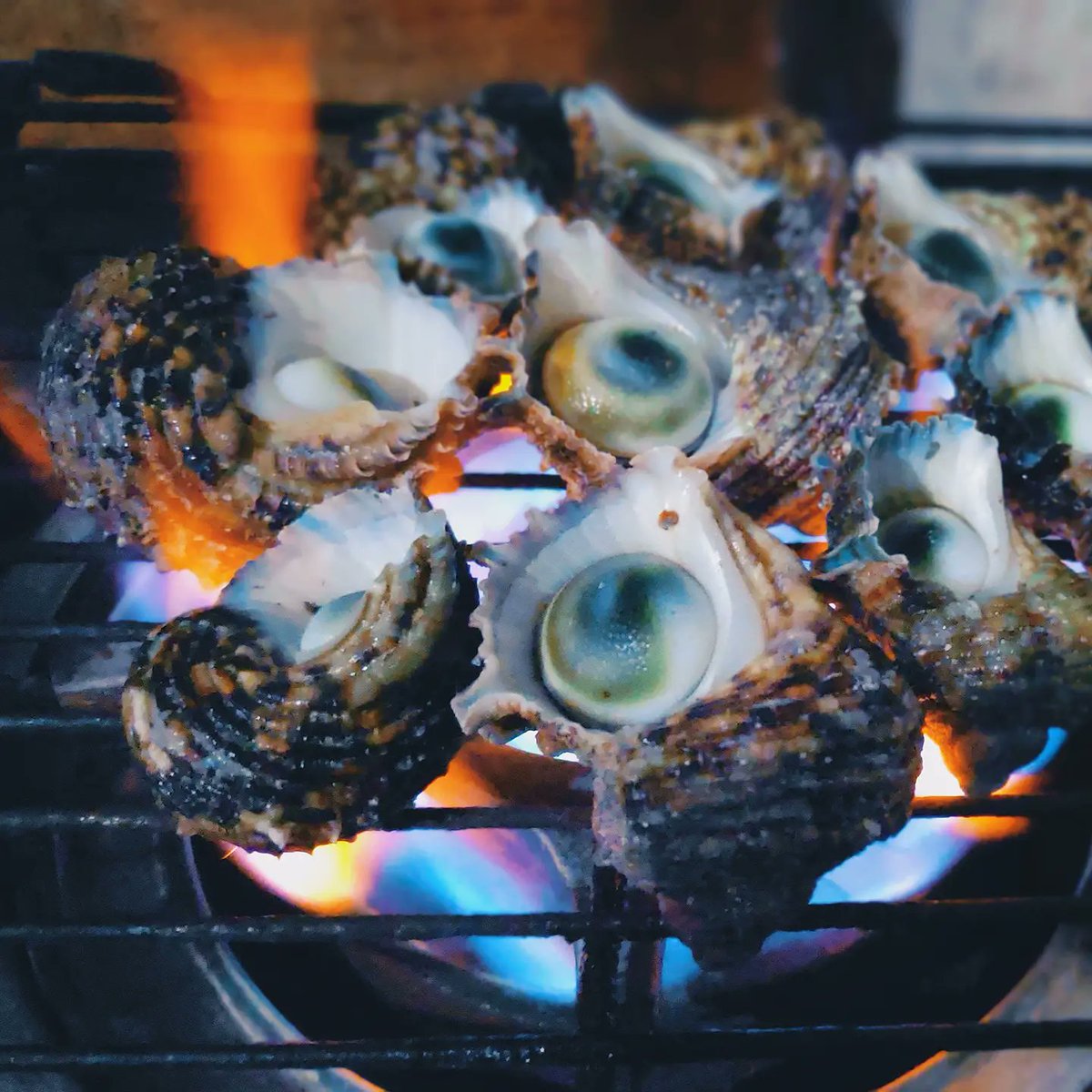 waappey's tweet photo. Grilled Operculum
#Shell #OperculumShell #Maldives #Island #SandharaBoli #Sandhara #Boli #Handha #Operculum  #Vaikaradhoo #Thiladhunmathi #SeaFood https://t.co/IY2BKpJNfL