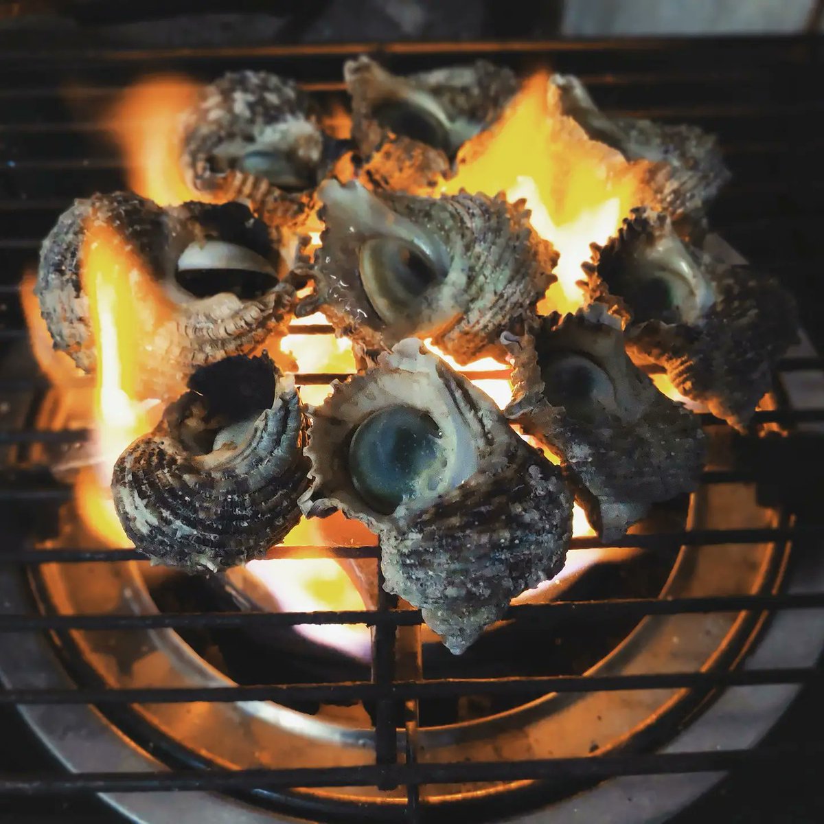 waappey's tweet photo. Grilled Operculum
#Shell #OperculumShell #Maldives #Island #SandharaBoli #Sandhara #Boli #Handha #Operculum  #Vaikaradhoo #Thiladhunmathi #SeaFood https://t.co/IY2BKpJNfL