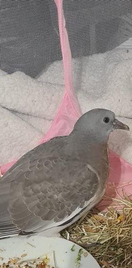 ForFeathers's tweet photo. i got asked for help with a little pigeon found in Chichester town centre who could not fly ~ of course the little pigeon is a dove. ❤️ 🐦
#birds #wildbirdrehab #doves  #beautifulbird #welovebirds #helpbirds #feedthebirds #wingsofadove https://t.co/jnblpnYDp9