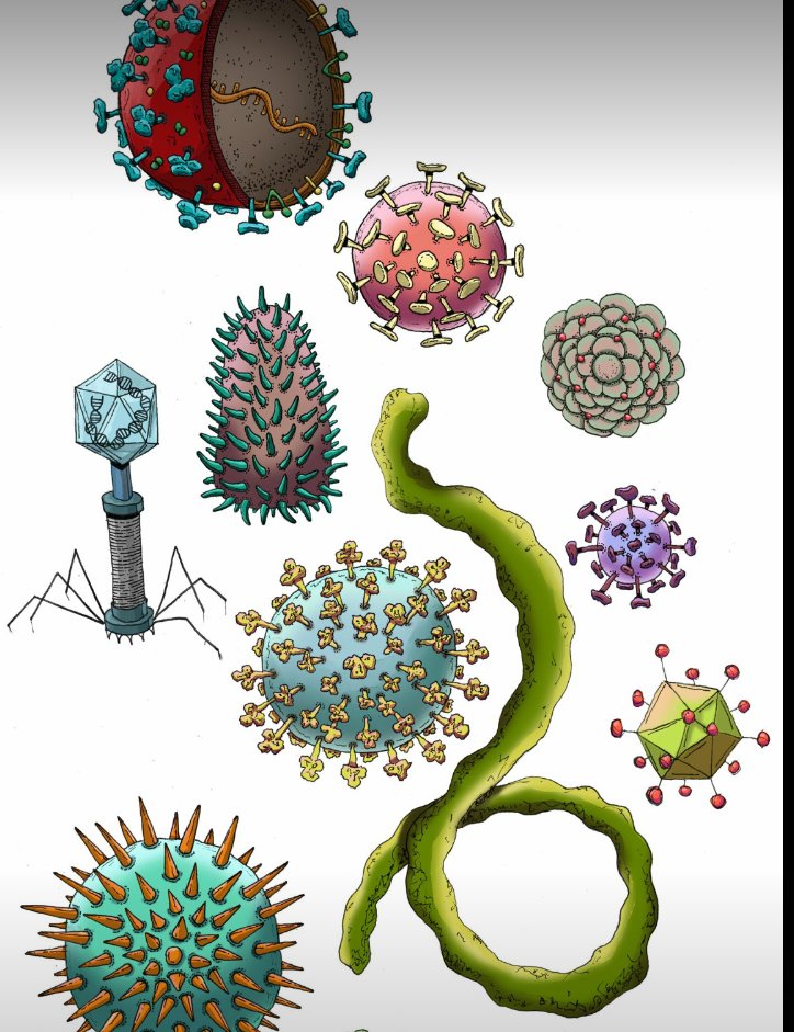 FarwaMirbahar's tweet photo. COVID-19, a new #virus in Pakistan  is a dangerous #virus of its types.
Viruses are small particles which show both the characteristics of living and non-living things.
Viruses can cause diseases such as the common cold and influenza in human beings.
Stay home and safe. https://t.co/7FjbaP0LOf