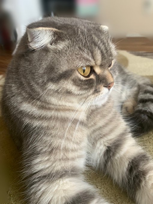 スコティッシュフォールドの会のtwitterイラスト検索結果