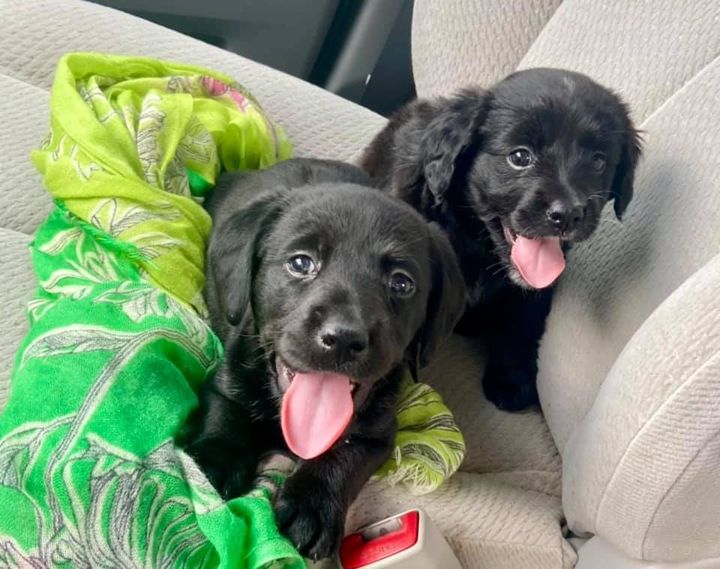 Could you ask for better copilots? 😍 Sisters Libby &amp; Laney are living it up in their foster home until they're old enough for adoption! 

Want to hang out with cuties like these AND help save lives of homeless pets? Learn more about becoming a foster at spcawake.org/foster