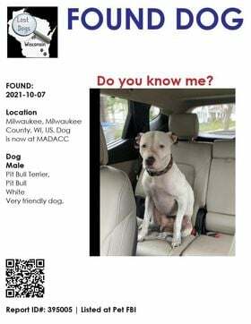 LostDogsIL's tweet photo. Courtesy Post from #LostDogsofWisconsin
Do you know this dog's family?
Dog found in Milwaukee, WI. Has a Cook County Rabies Tag. The dog is now at animal control in Milwaukee. https://t.co/942A3VtZ96
