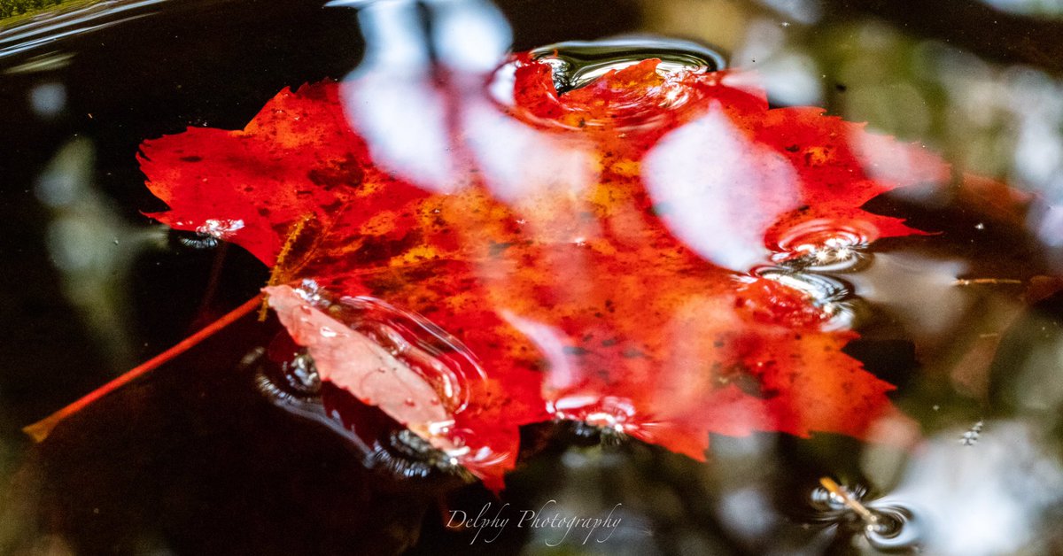 djmoff909's tweet photo. Mushroom & Fall
📸 🇨🇦🍁 @algonquin_pp #Trending #fall #mushroom #mushroomphotography🍄 #fallcolors #fallvibes #nature #landscape #landscapephotography #autumn #autumn2021 #autunmcolors #autumnvibes #canada #ontario #ontariocanada #ontarioparks #longexposure #leavesfalling https://t.co/4FvcxTG3c2