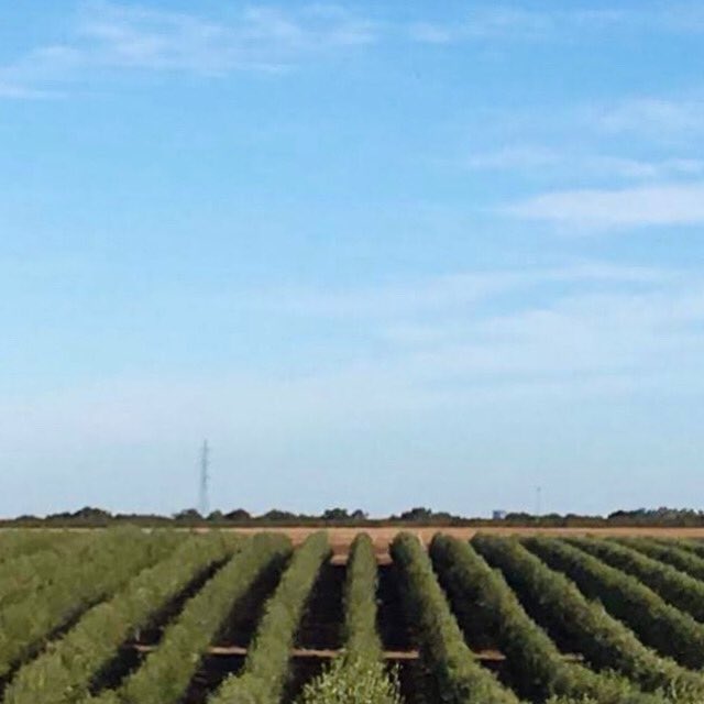 cinco_hermanas's tweet photo. Nuestro paisaje favorito, nuestros olivos y AOVE Cinco Hermanas. 💚 https://t.co/UI1L9DXezU