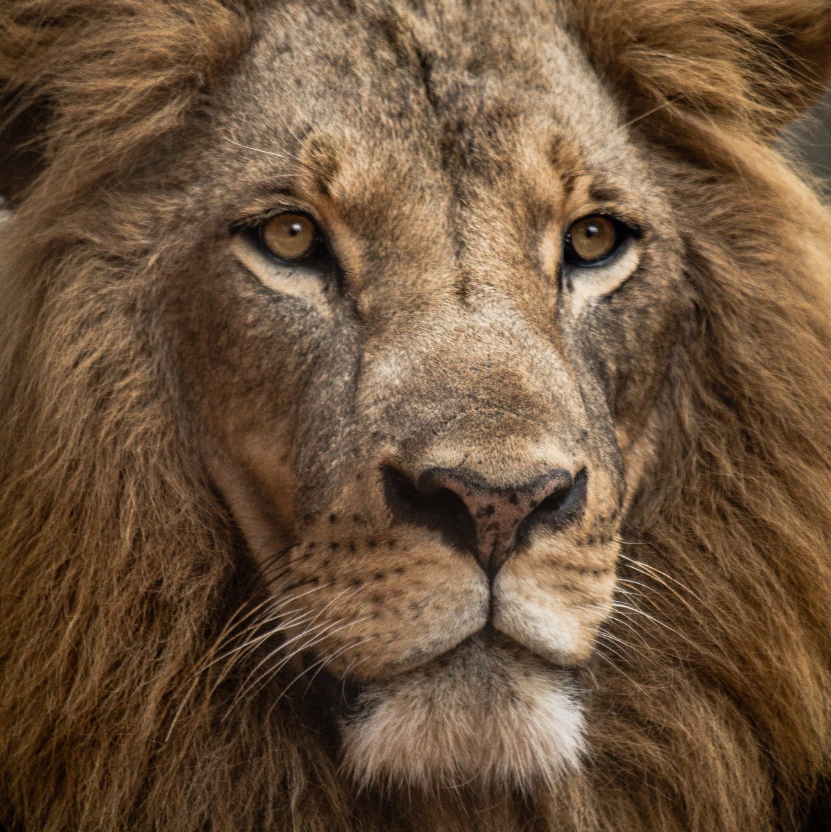 In this Ultimate Guide to the TOP 5 AFRICAN SAFARI TOURS discover which safari destinations make for an unforgettable African adventure. Start planning now!⁠
Follow this link to read more: bornwild.rocks/blog2/5-best-a…⁠
#BestAfricanSafariTours #BestAfricanSafari #SafariTours