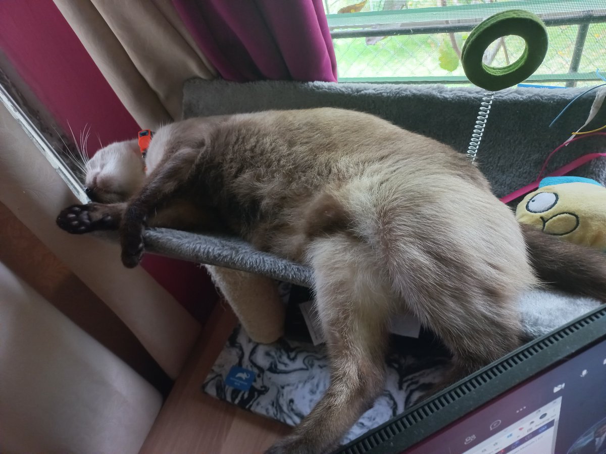 CristyPereiraB's tweet image. #FridayMode 🐱👩‍💻