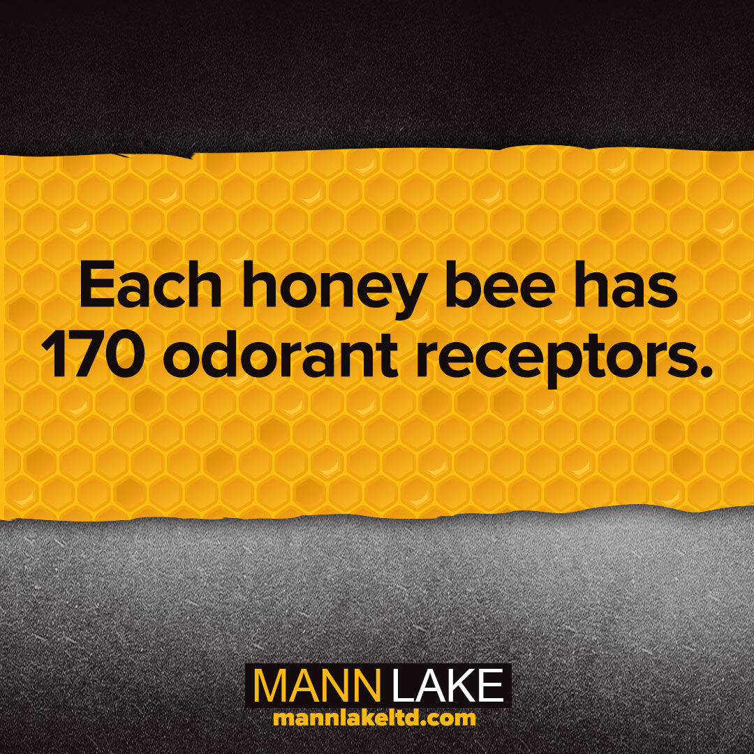 mannlake's tweet photo. Honey bees have a lot of senses and one that is strong is their smell! 🐝

Did you know...that each honey bee has 170 odorant receptors?

#mannlake #weknowbees #honeybees #bees #beekeeping #fridayfact #facts https://t.co/dfYILQhsFA