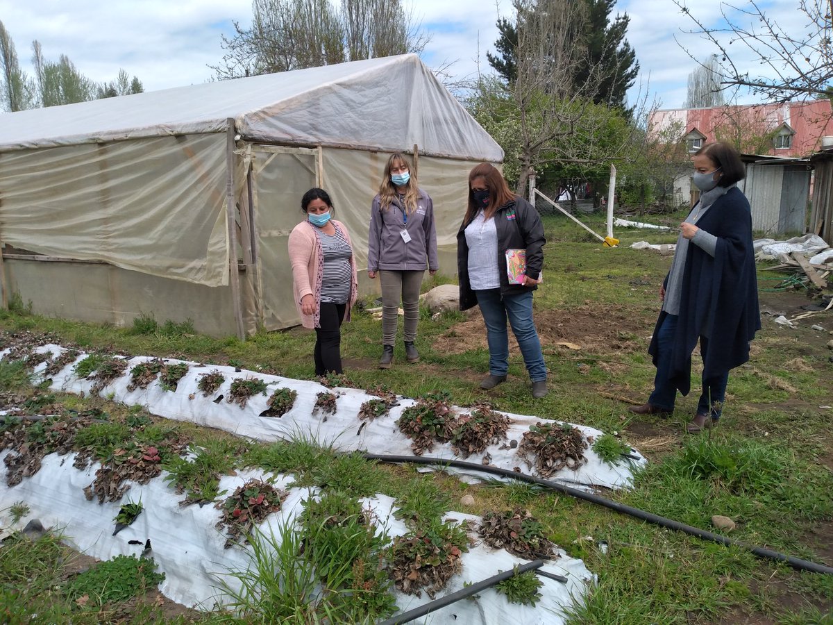 IndapNuble's tweet photo. 📌 El despegue de las mujeres con proyectos de invernaderos/convenio #IndapProdemu visitaron DR @TMerinoCoria y @mcvarasb en San Vicente Bajo, con Cecilia Navarrete y Verónica Aedo, usuarias del programa https://t.co/0LSRjifZBY
