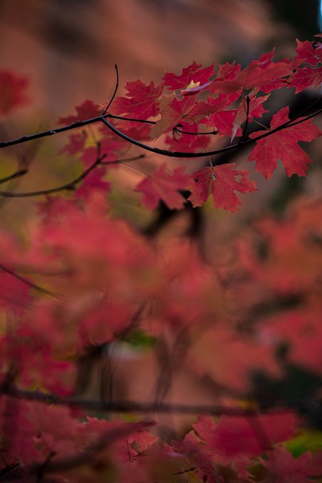 Carol Stephen tweet media