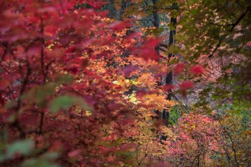 Carol Stephen tweet media