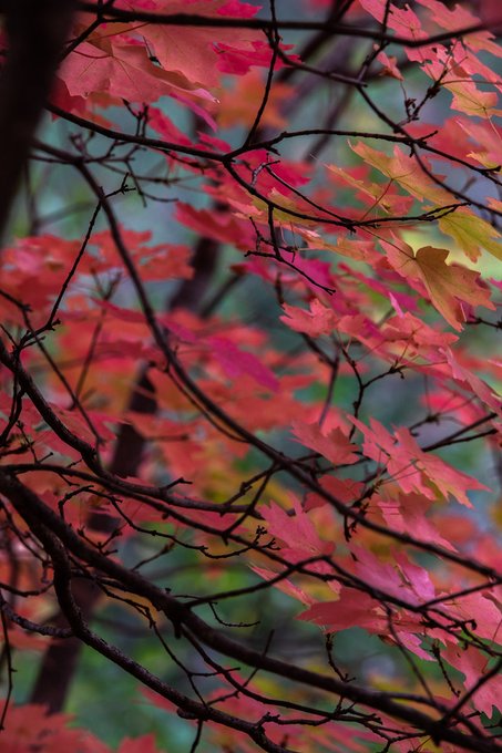 Carol Stephen tweet media