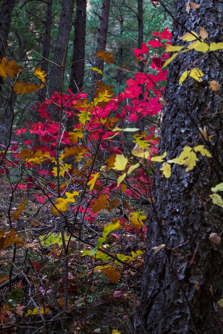 Carol Stephen tweet media