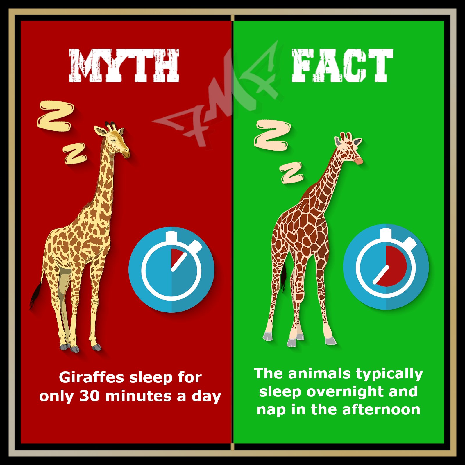 Adult Giraffe Sleeping