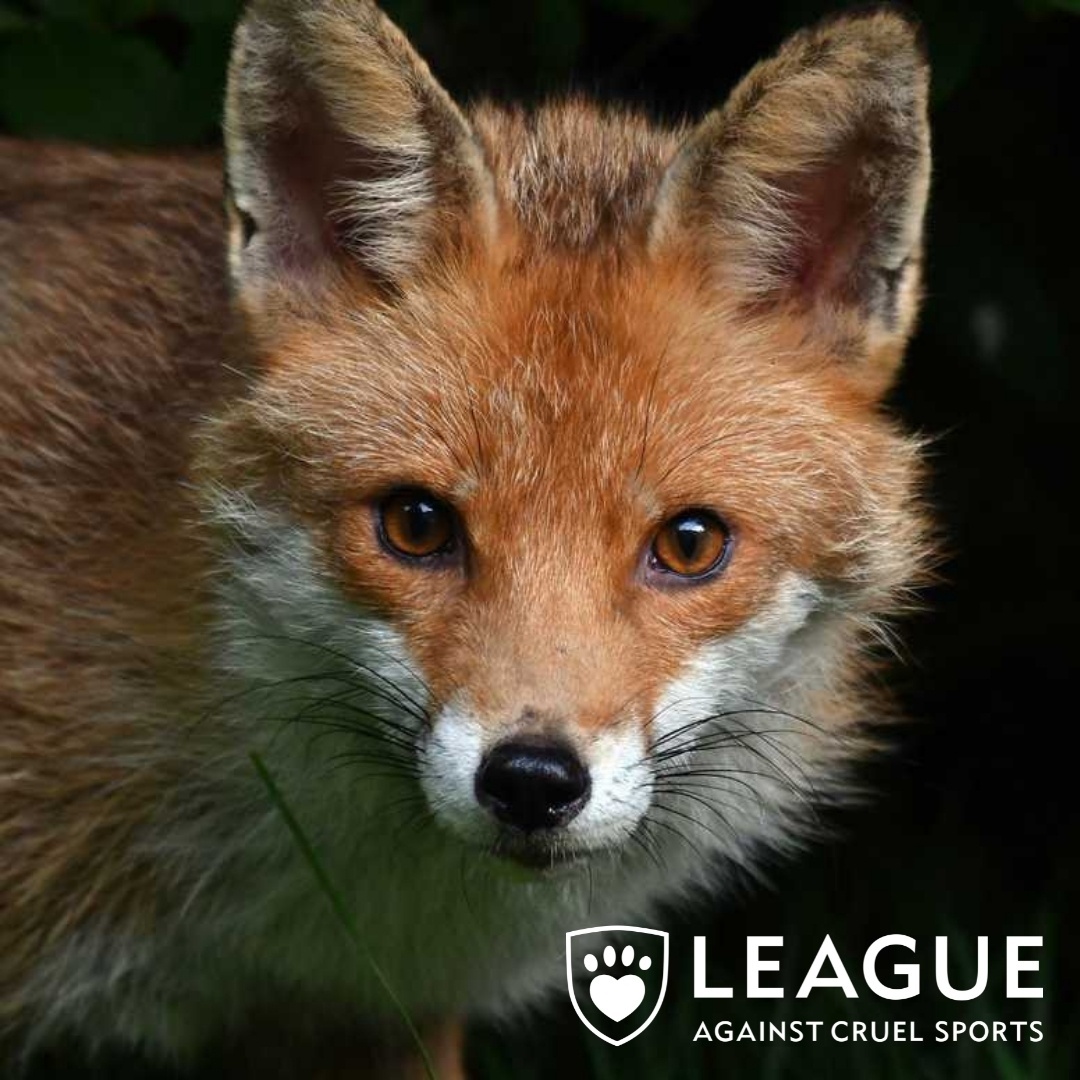 LeagueACS's tweet photo. URGENT: Cheshire West &amp; Chester Council recently voted to pause ‘trail’ hunting on its land. Now the council is considering making this ban permanent, but it urgently needs to hear your views. Find out how you can email them today by visiting: https://t.co/47Qe6chNHJ #EndHunting https://t.co/XvX5PaJEef