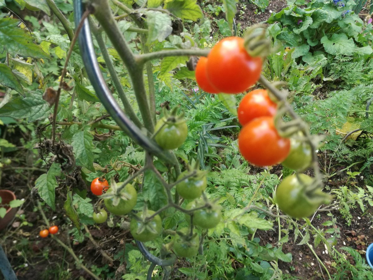 kristallnaach's tweet photo. Vor dem Urlaub habe ich die Hälfte der #Tomaten samt Pflanze in die Tonne gekloppt..3Sorten überlebten
Eine ist leider noch grasgrün..sie fällt der Kälte zum Opfer #Pflaumemtomate ..die anderen reifen
#Wildtomate #Sunviva? oder #Ildi?
#Braunfäule 😬 🍅 #Gärtchen21 https://t.co/h4M0cfDcLw