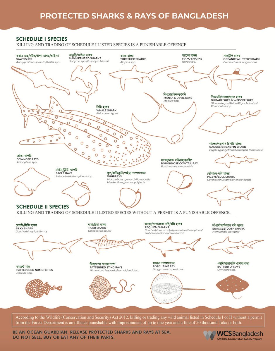 #SharksAndRays help maintain an ecological balance and they contribute to a healthy #ocean supporting healthy people. 

This poster by our grantee <a href="/TheWCS/">WCS</a> helps to identify protected #sharks and #rays in Bangladesh. Learn more: newsroom.wcs.org/News-Releases/… #SharkConservationFund