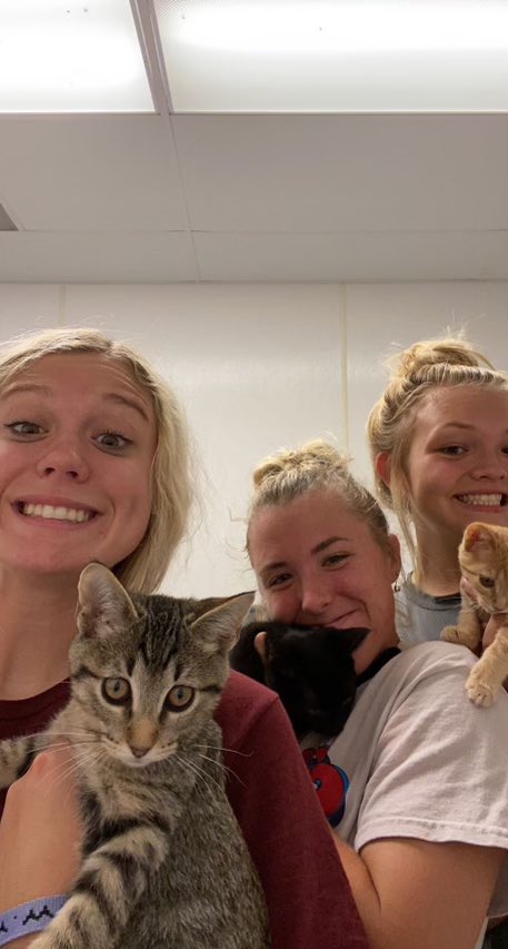 NWCCSoftball's tweet photo. #kittenoverload @ReeseBrink06 @randi_j51 https://t.co/hoAbCyzu4I