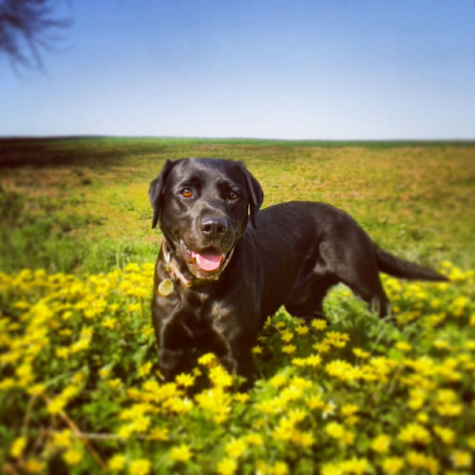 DevonTopDaysOut's tweet photo. #dogfriendlyDevon. Dogs deserve a day out too. There are many dog friendly Devon attractions who openly welcome our adorable four legged friends. You can take your pet pooch on our steam trains, trams and boat cruises. Find more here https://t.co/lKmqDKckVP #dog #labrador #pooch https://t.co/xkWsMZUsBJ