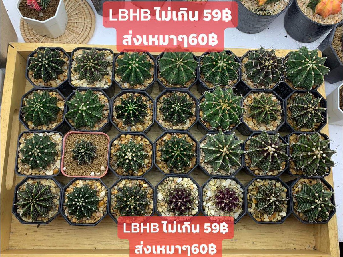 8PUYPUM's tweet photo. รับน้องๆไปดูแลไหมคะ
#ยิมโน #LBHB https://t.co/TPOr4wxHr8