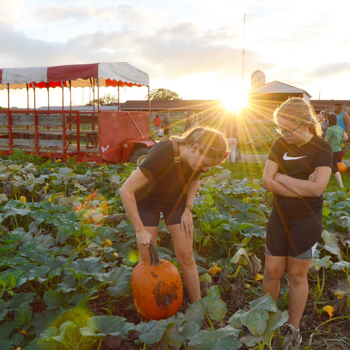 grows_hope's tweet photo. What a fun night at the #garden last night harvesting #pumpkins! Pumpkins are not just decoration, they are a #nutrition powerhouse, providing #fiber, vitamin A, vitamin C, potassium and beta-carotene- and they’re delicious too! @CFAES_OSU @USDANutrition @ColleenSpees https://t.co/zv17uFh2tv