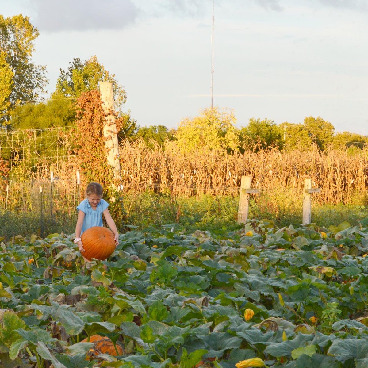 grows_hope's tweet photo. What a fun night at the #garden last night harvesting #pumpkins! Pumpkins are not just decoration, they are a #nutrition powerhouse, providing #fiber, vitamin A, vitamin C, potassium and beta-carotene- and they’re delicious too! @CFAES_OSU @USDANutrition @ColleenSpees https://t.co/zv17uFh2tv