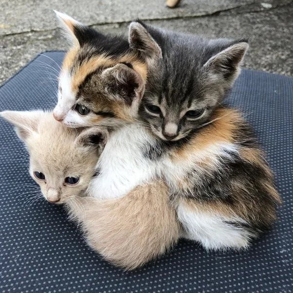 kitty pile (ft hyuka)