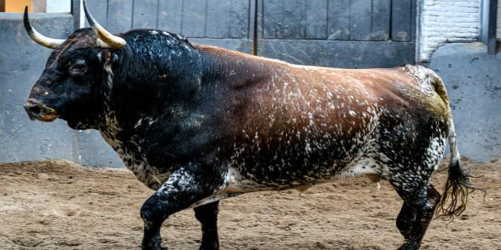 ABC_Toros tweet media