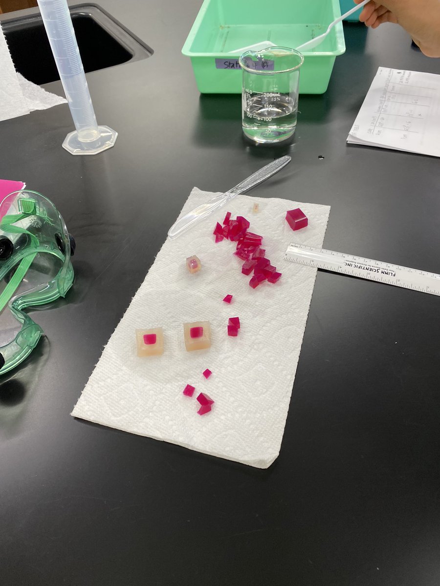 TFY77's tweet photo. Finishing up the osmosis/diffusion lab in AP biology (we had to wait for the agar cubes to come in 🤦🏻‍♀️). Great results and few experimental shapes of a ❤️ &amp; ⭐️! 

#apbiology #apbiologylab #osmosisanddiffusion https://t.co/WBg8PdYXSx
