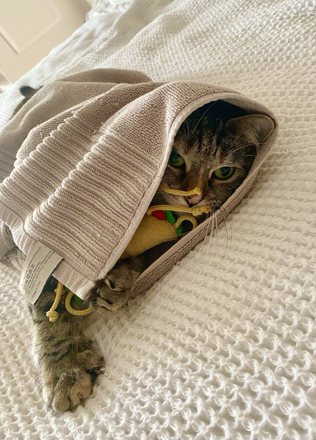 TowelyTowel's tweet photo. #Caturday with my bestest friend in the world! I loves here @PickliciousF. In this picture I am the shell and Pickles and Bun are the filling! A hug taco! โค๏ธ๐ฎ๐
And @MrTtheTaco is my best friend as well. His name is Bun. #TowelsofTwitter #CatsofTwitter #TacosofTwitter https://t.co/dtSXhMOuUm