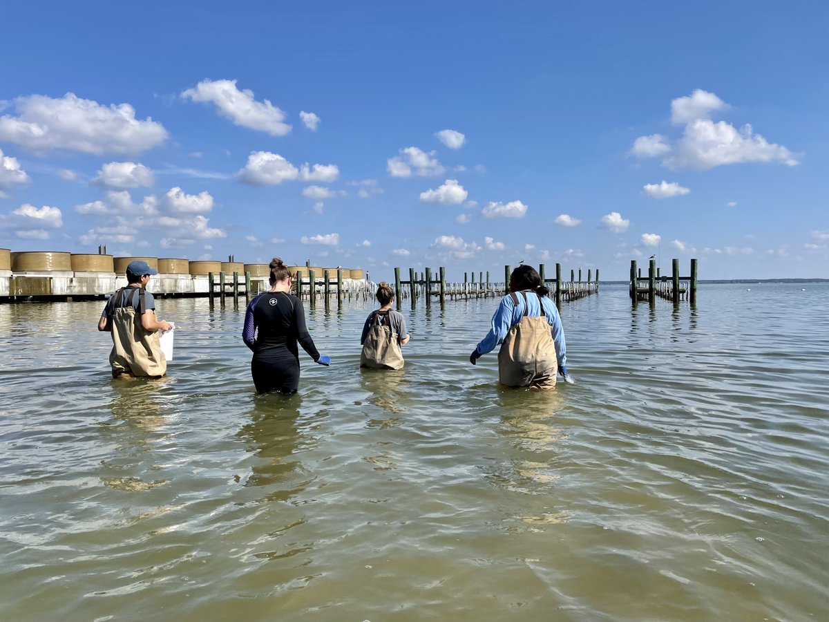 soggy_biologist's tweet photo. Beautiful field day working out on the demonstration #oyster farm here at #HornPointLab! The #GrayLab was joined by our #interns, Abbie and Morgan, to raise our long-lines out of the water once a week to reduce #biofouling on cages. Clean oysters are happy oysters! https://t.co/sUCY9nGuMl