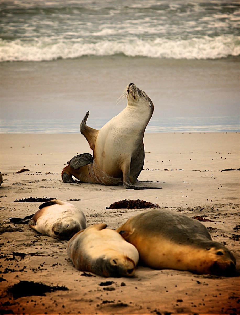 High five! @GavinNewsom THANK YOU for signing waste REDUCTION bill #AB1276 into law to #SkipTheStuff because #ReuseWins and #CAMustLead towards a #CircularEconomy! Even the seals are celebrating! @wendycarrillo #breakfreefromplastic. #CALeg @cawrecycles