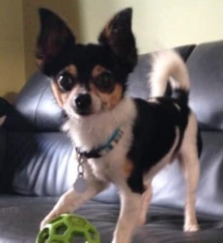 Tri Colour #Chihuahua #missing from #CanalRoad #Higham #Gravesham #ME3 area, #Kent since 6/10/21. Chipped. doglost.co.uk/dog-blog.php?d… #dogs #dogsoftwitter #MissingDog #lostdog