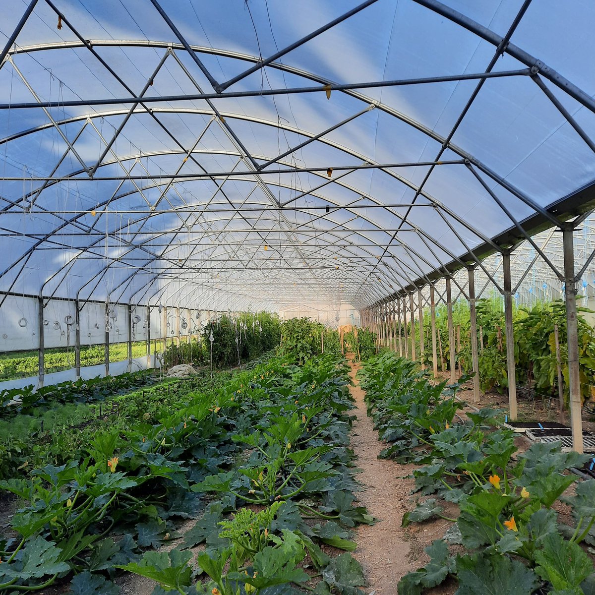 SiTesJardin's tweet photo. 🌻 Quelle belle étape des #100lieuxnourriciers sur le site de #maraichage de la #regiedeterritoire des 2 rives de @BillomCo à #Cournon. Au programme : visite botanique du site et de la pepinière #vegetallocal, vente de légumes bio, discours, ateliers et conférence sous le soleil https://t.co/idGA3uT29N
