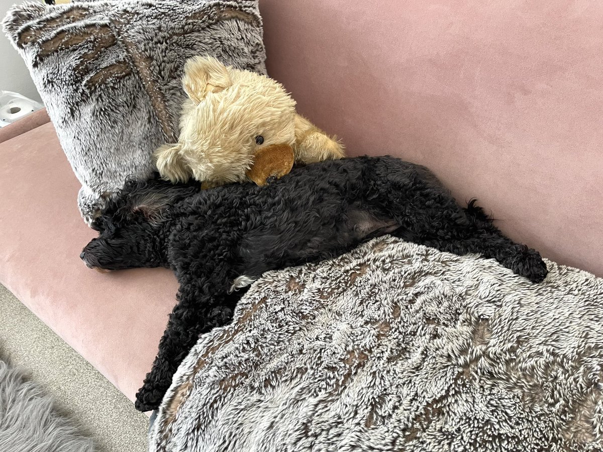 Vera_pooch's tweet image. Just me &amp;amp; Big Ted💕
#Vera🐶 #FridayVibes #dogsoftwitter #TwinsiesOnTwitter