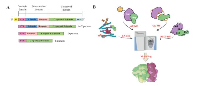S. pyogenes has evolved to form microenvironment-dependent host-pathogen protein complexes to combat human immune surveillance during both mucosal and systemic infections. <a href="/mSystemsJ/">EIC Jack Gilbert</a> asm.social/6Z