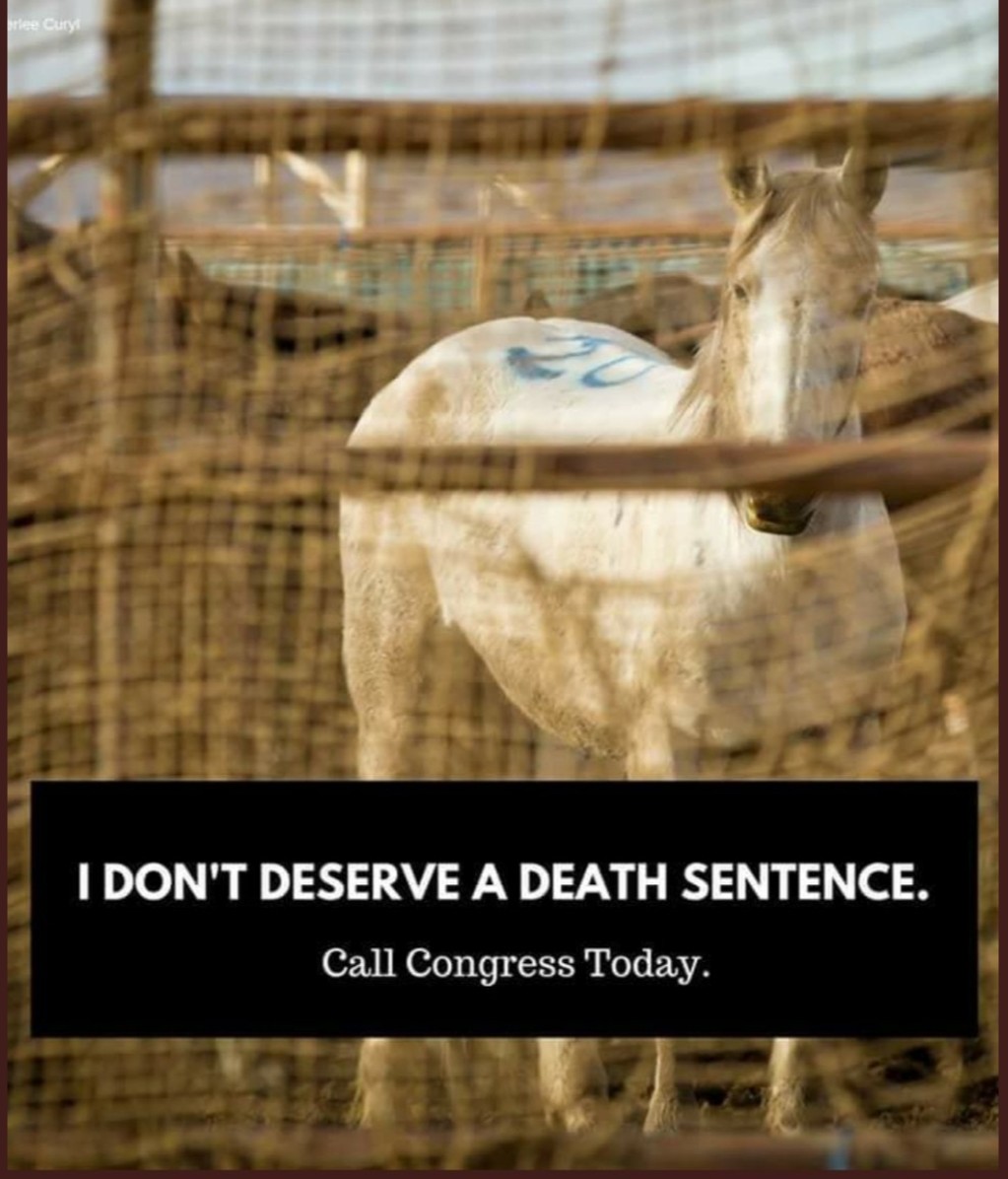 PhaedraXTeddy's tweet image. There is no profit for taxpayers.

It's profit for politicians who get donations/ kickbacks from corporations , such as #Simplot and #Catoor