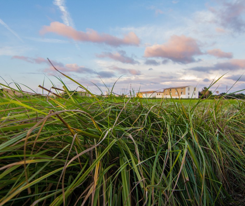 losfartonspolo's tweet photo. ¡Qué levante la mano quien haya paseado por los campos de L'Horta Nord!
En Alboraya siempre estamos pendientes del cuidado de nuestros cultivos para poder obtener después el mejor fruto con el que elaborar nuestra horchata… ¡y también los fartons con los que acompañarla! 😜🍶 https://t.co/hx5N0TiIrl