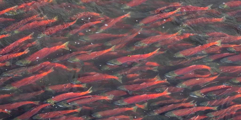 many red salmon fill the whole pictures