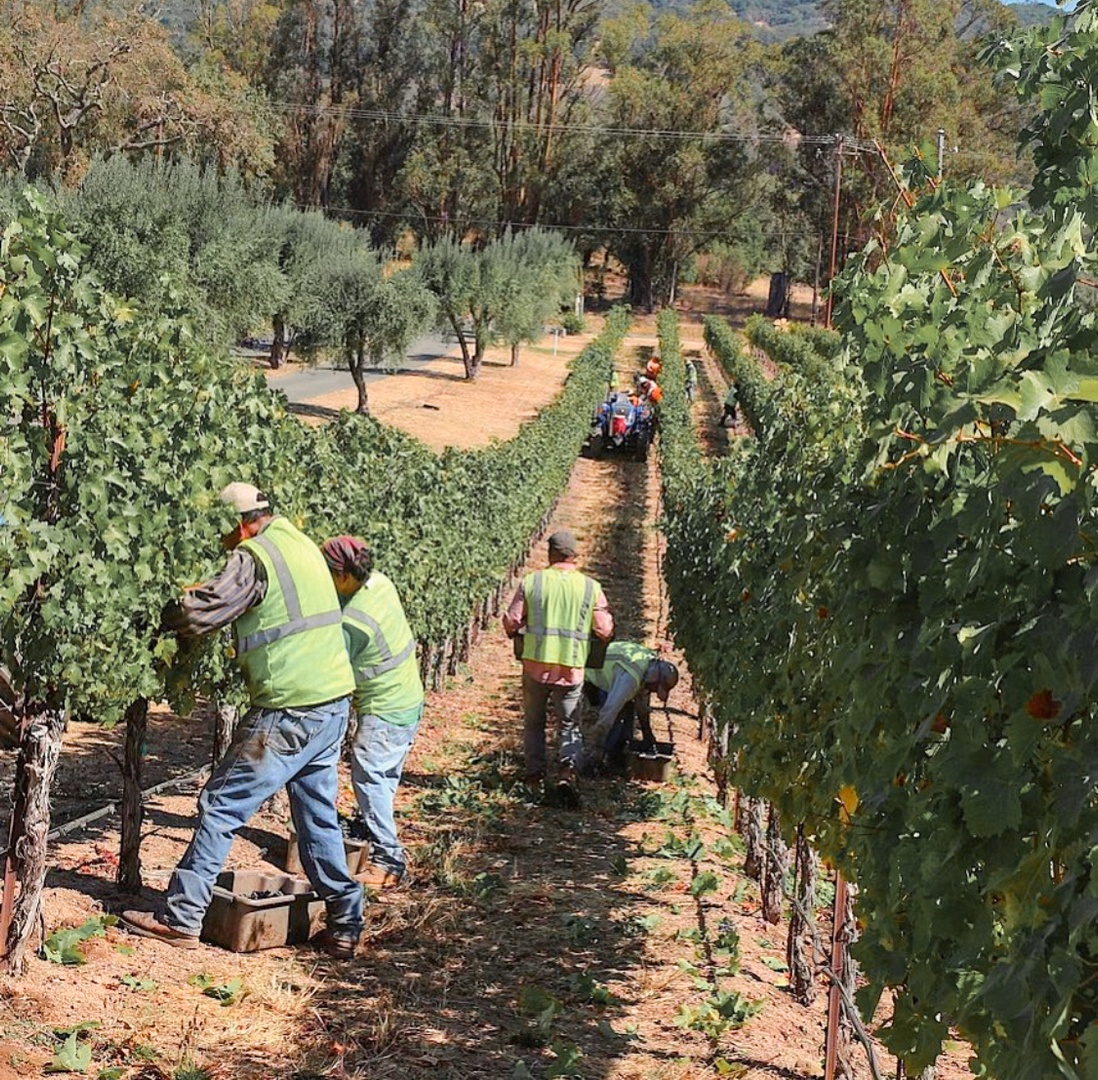 B.R. Cohn Winery tweet media